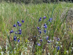 Delphinium hesperium, photograph (c) Alexander Wentworth, some rights reserved (CC BY)