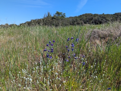 Delphinium hesperium, photograph 4