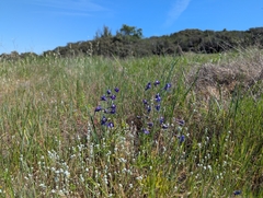Delphinium hesperium, photograph (c) Alexander Wentworth, some rights reserved (CC BY)