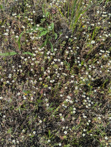 Leptosiphon parviflorus, photograph 6