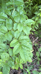 multiflora rose