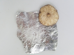 Amanita solaniolens