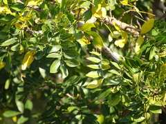Zanthoxylum capense, photograph (c) Shaun Swanepoel, some rights reserved (CC BY)
