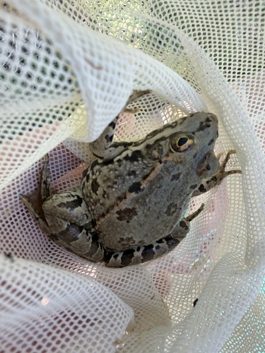 Iberian Green Frog