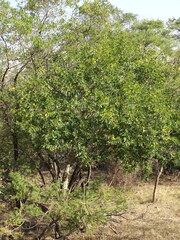 Zanthoxylum capense, photograph (c) Shaun Swanepoel, some rights reserved (CC BY)