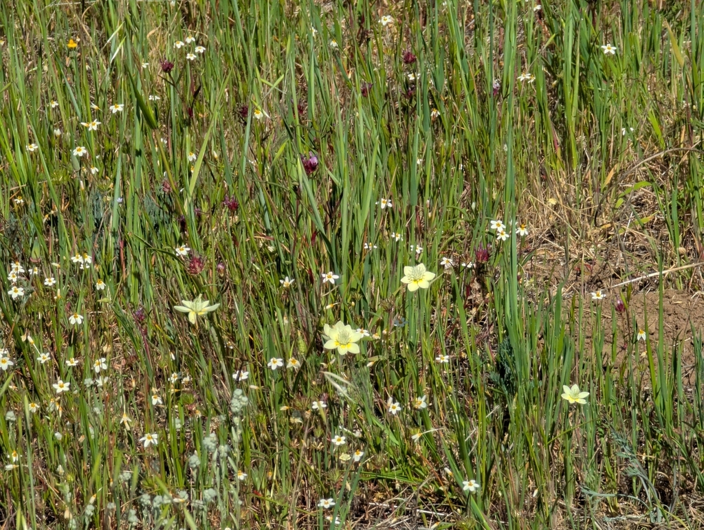 Platystemon californicus; photograph (c) Alexander Wentworth, some rights reserved (CC BY)