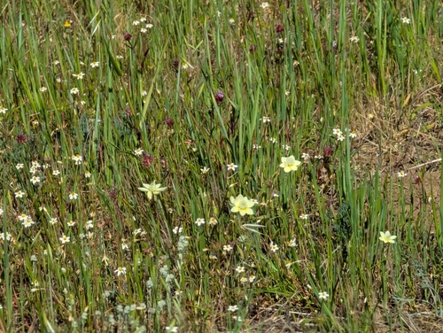 Platystemon californicus, photograph 4