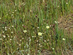 (c) Alexander Wentworth, some rights reserved (CC BY) Platystemon californicus, photograph (c) Alexander Wentworth, some rights reserved (CC BY)
