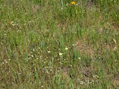 (c) Alexander Wentworth, some rights reserved (CC BY) Platystemon californicus, photograph (c) Alexander Wentworth, some rights reserved (CC BY)