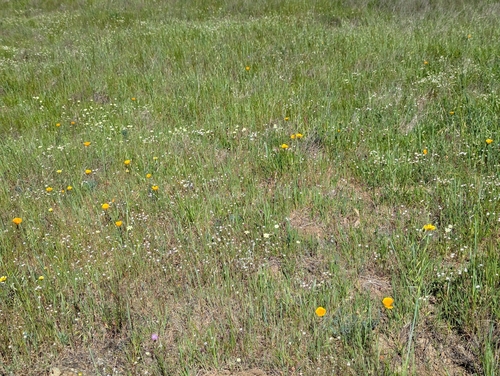 Platystemon californicus, photograph 6