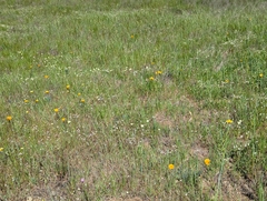 Platystemon californicus, photograph (c) Alexander Wentworth, some rights reserved (CC BY)