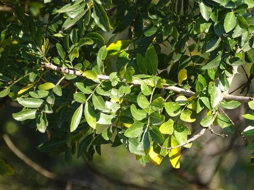 Zanthoxylum capense