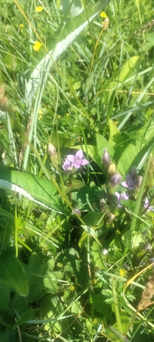 field gentian