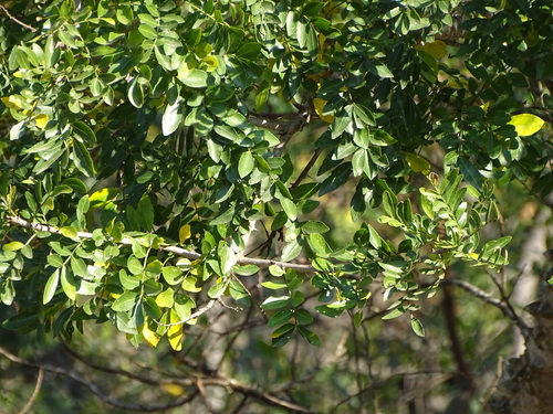 Zanthoxylum capense, photograph 1