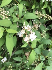 Deutzia gracilis
