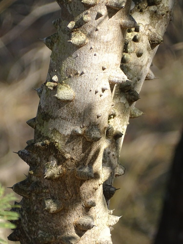 Zanthoxylum capense, photograph 2