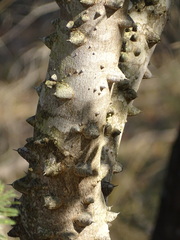 Zanthoxylum capense, photograph (c) Shaun Swanepoel, some rights reserved (CC BY)