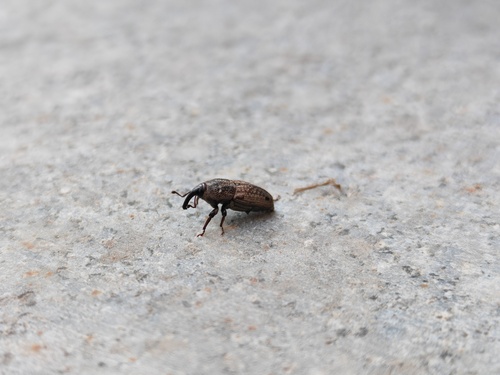 Hunting Billbug