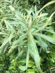 Hippophae