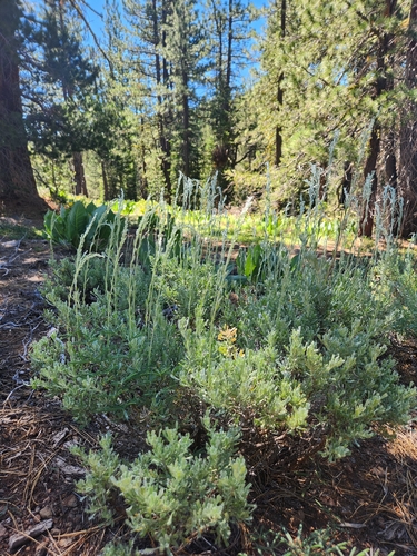 iNaturalist observation photo of wormwoods and sagebrushes
