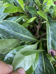 Psychotria ligustrifolia