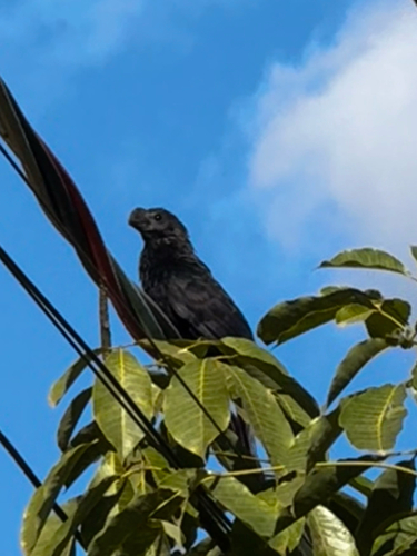 Smooth-billed Ani