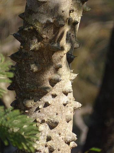 Zanthoxylum capense, photograph 3