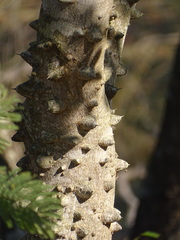 Zanthoxylum capense, photograph (c) Shaun Swanepoel, some rights reserved (CC BY)