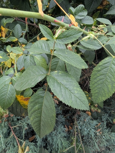 Rosa corymbifera, photograph 5