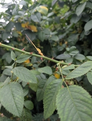 Rosa corymbifera, photograph (c) ari they/them, some rights reserved (CC BY)