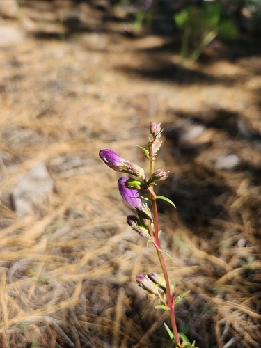 iNaturalist observation photo of Mountain Blue Penstemon