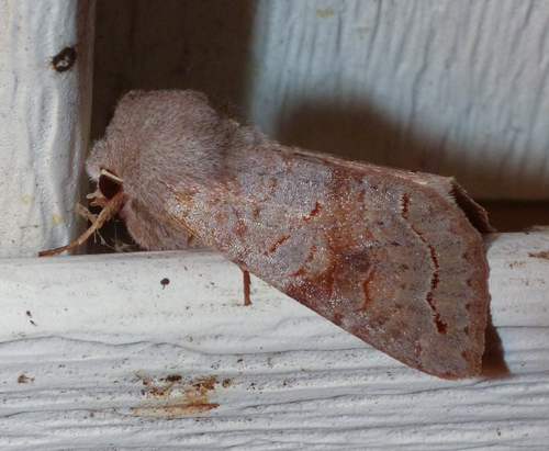 Subdued Quaker photo 3