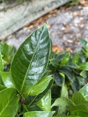 Psychotria ligustrifolia