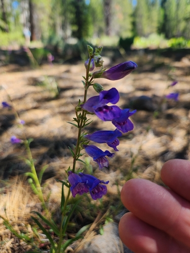 iNaturalist observation photo of Royal Beardtongue