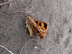 Arctia aulica