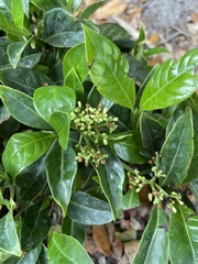 Psychotria ligustrifolia