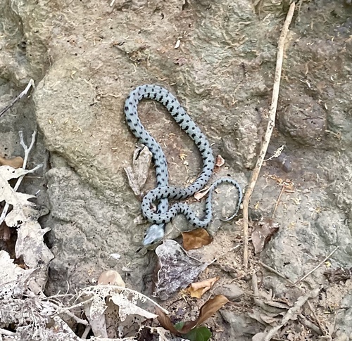Barred Grass Snake