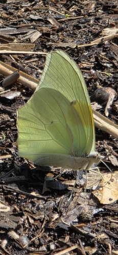 White Angled-Sulphur (Anteos clorinde)