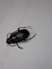 Abax parallelepipedus