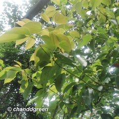 Cinnamomum parthenoxylon