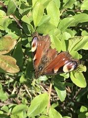 Aglais io