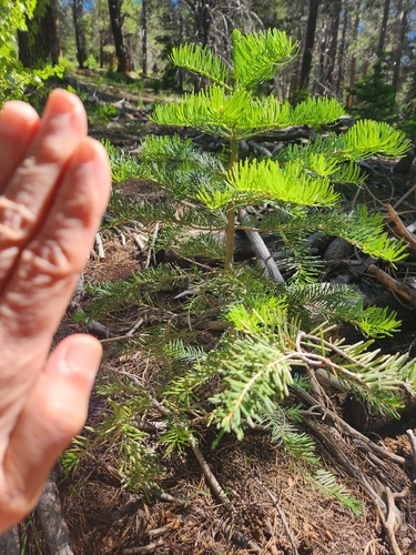 iNaturalist observation photo of white fir
