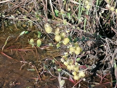 Salix repens