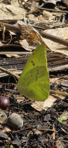 Cloudless Sulphur (Phoebis sennae)