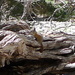Panamint Chipmunk - Photo (c) sea-kangaroo, some rights reserved (CC BY-NC-ND), uploaded by sea-kangaroo