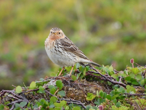 Bisbita gorjirrojo (Anthus cervinus)