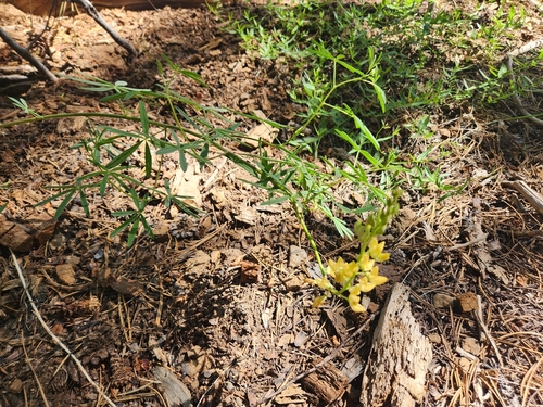 iNaturalist observation photo of lupines