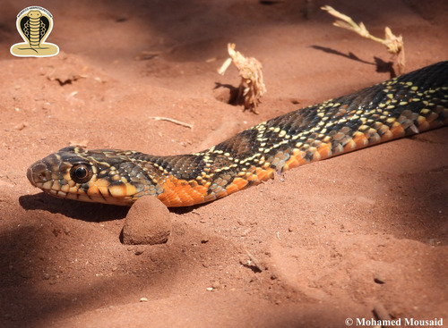 Horseshoe Whip Snake