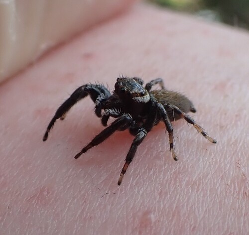 Mediterranean white-banded spider