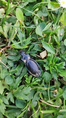 Carabus germarii